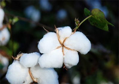 ¿Cuáles son los beneficios de las toallas sanitarias biodegradables?