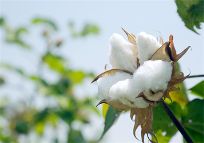 ¿Cómo se comparan en absorbencia las toallas sanitarias de algodón natural con las toallas tradicionales?