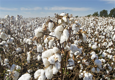 ¿Cómo ayudan las toallas sanitarias maxi de algodón orgánico a los días de flujo abundante sin sentirse voluminosas?
