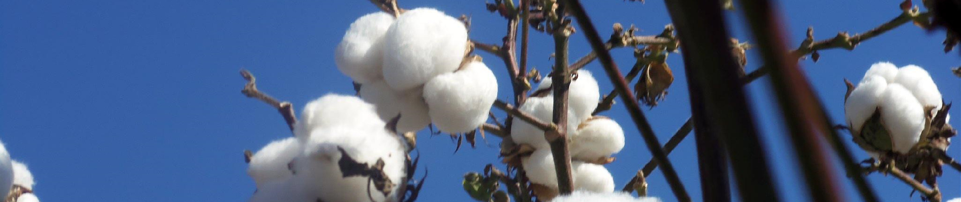 Compresas sanitarias biodegradables de algodón orgánico Compresas menstruales